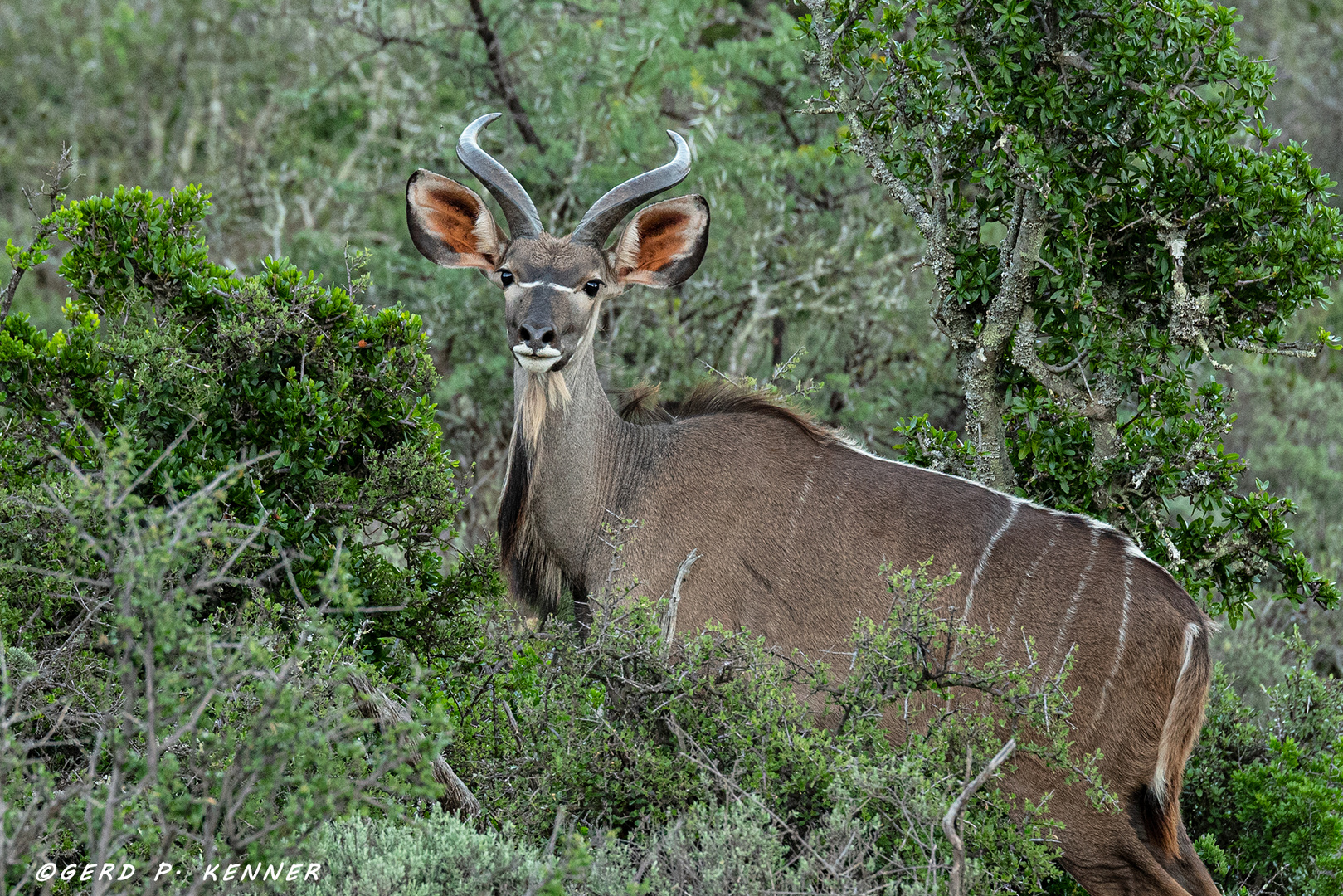 Junger Kudu Bock