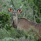 Junger Kudu Bock