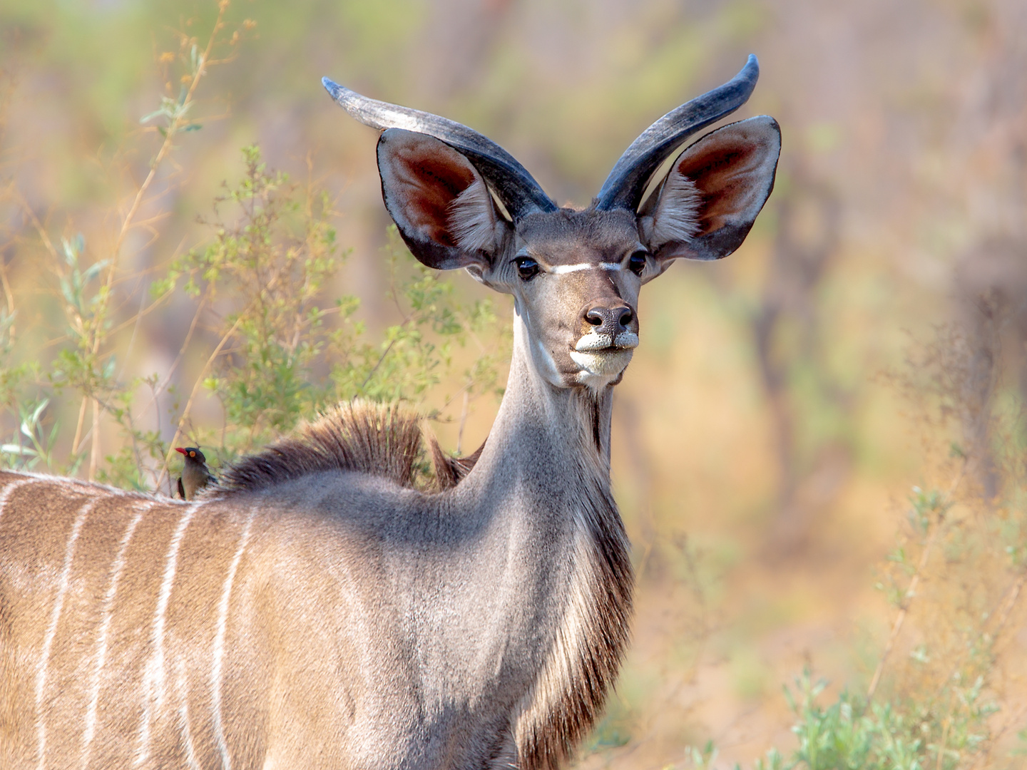 Junger Kudu Bulle