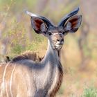 Junger Kudu Bulle