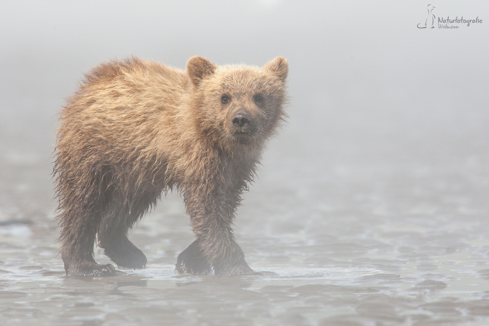 Junger Küstenbraunbär im Nebel