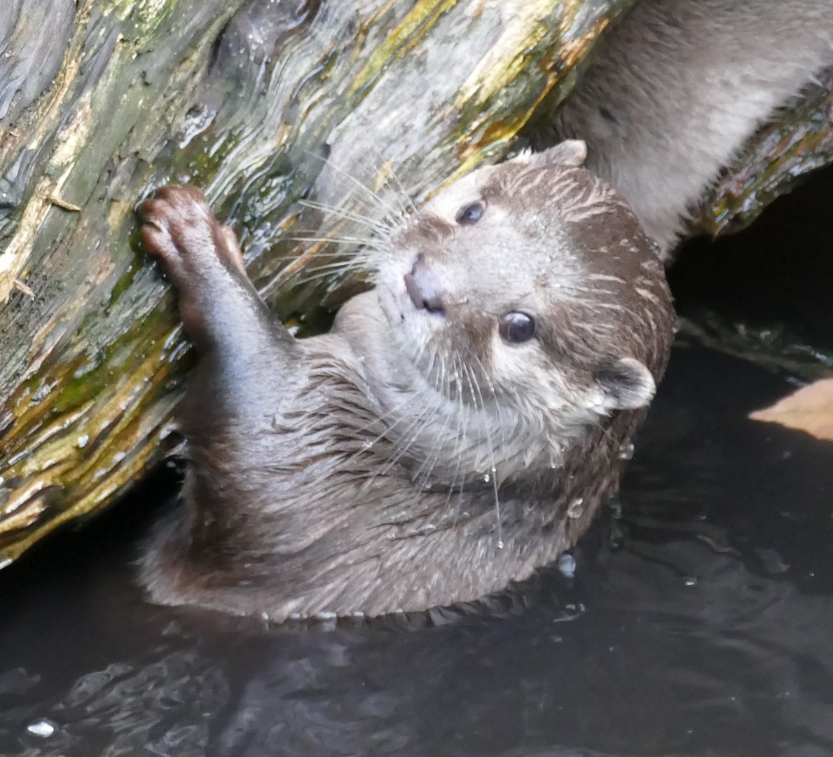 junger Kurzkrallenotter im Duisburger Zoo