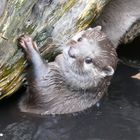 junger Kurzkrallenotter im Duisburger Zoo