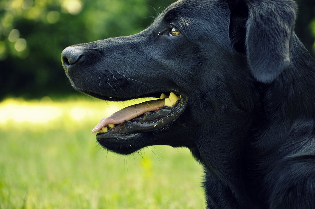 junger Labrador 5 Monate , Welpe Hundekopf