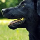 junger Labrador 5 Monate , Welpe Hundekopf