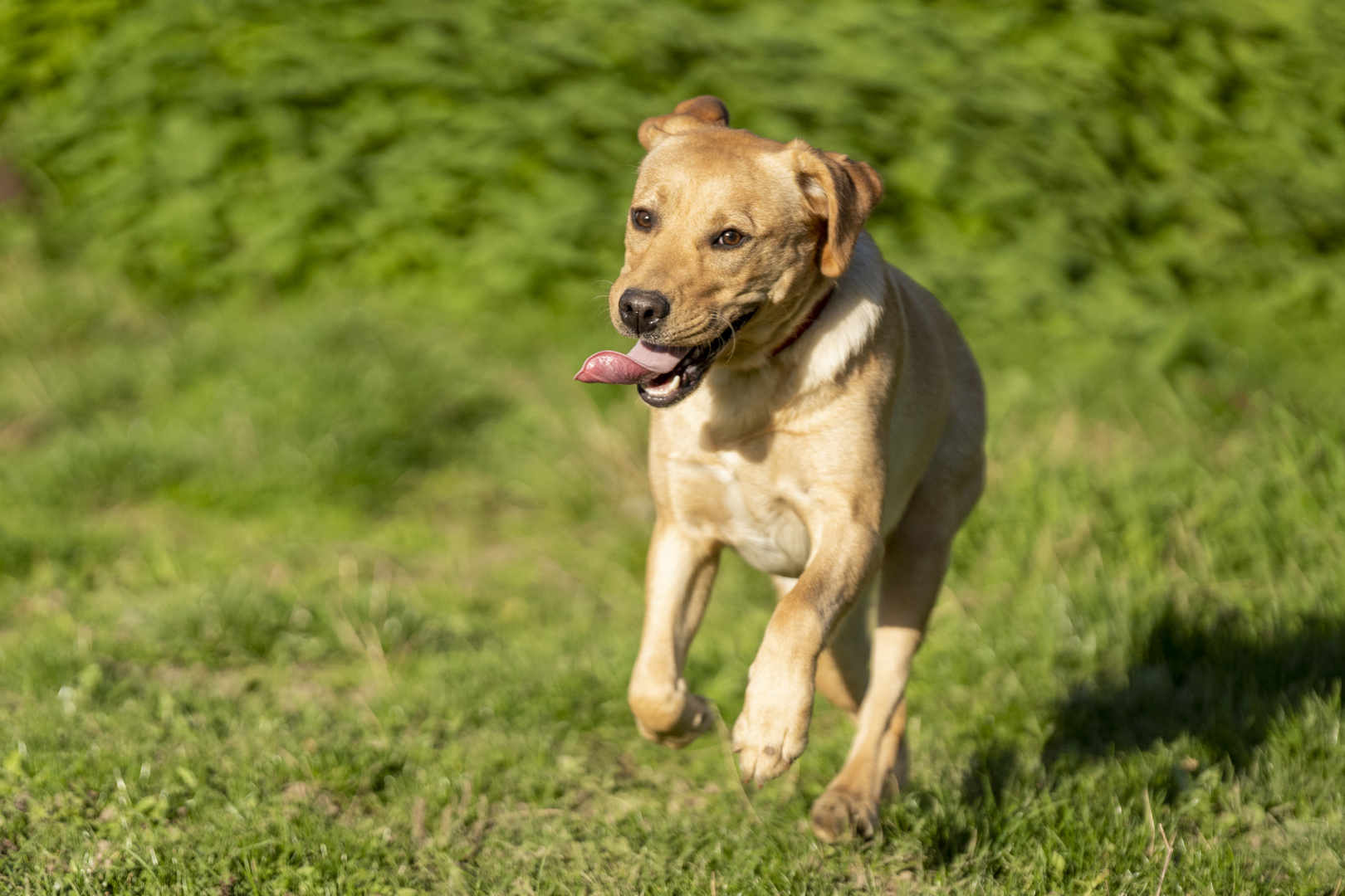 Junger Labrador "Isa"