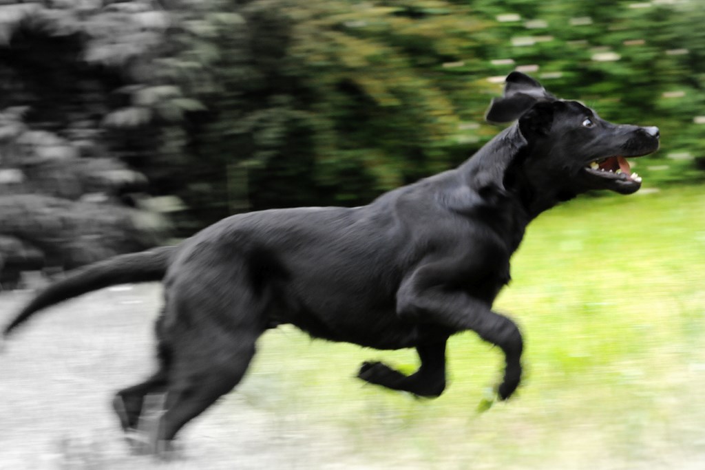 junger Labrador Welpe beim rennen