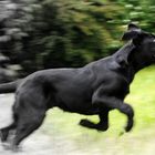 junger Labrador Welpe beim rennen