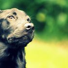 junger Labrador Welpe, Hundekopf