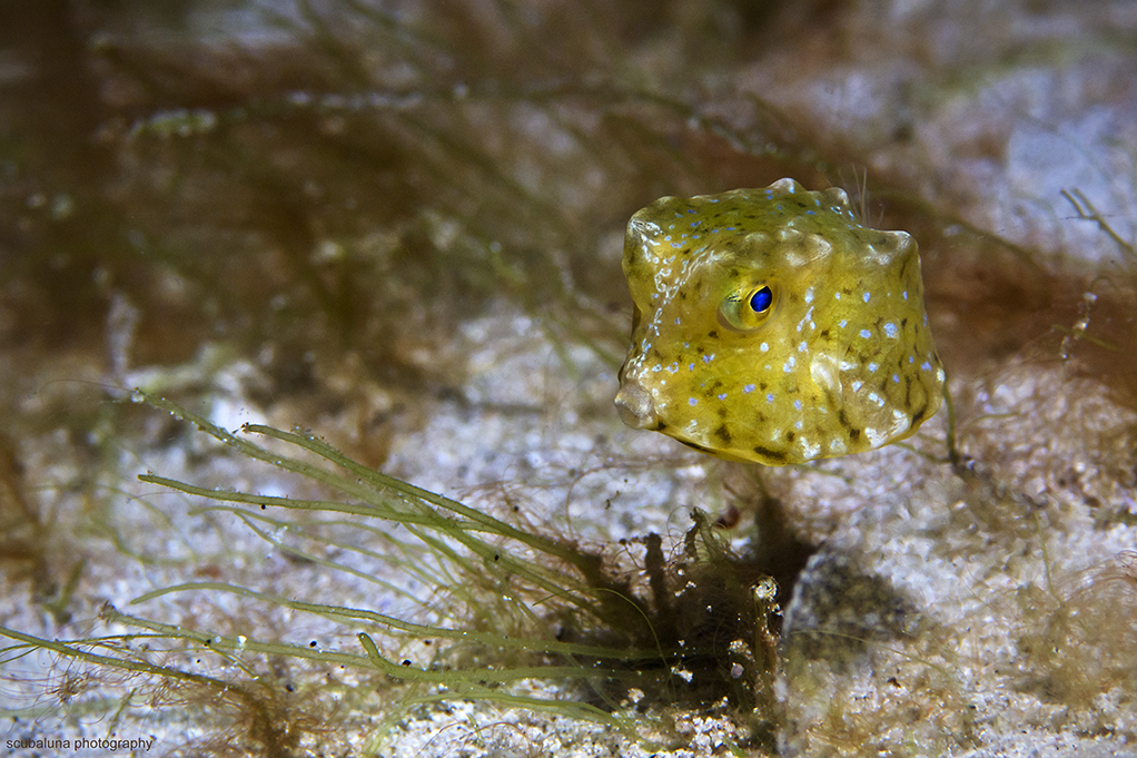 Junger Langhornkofferfisch