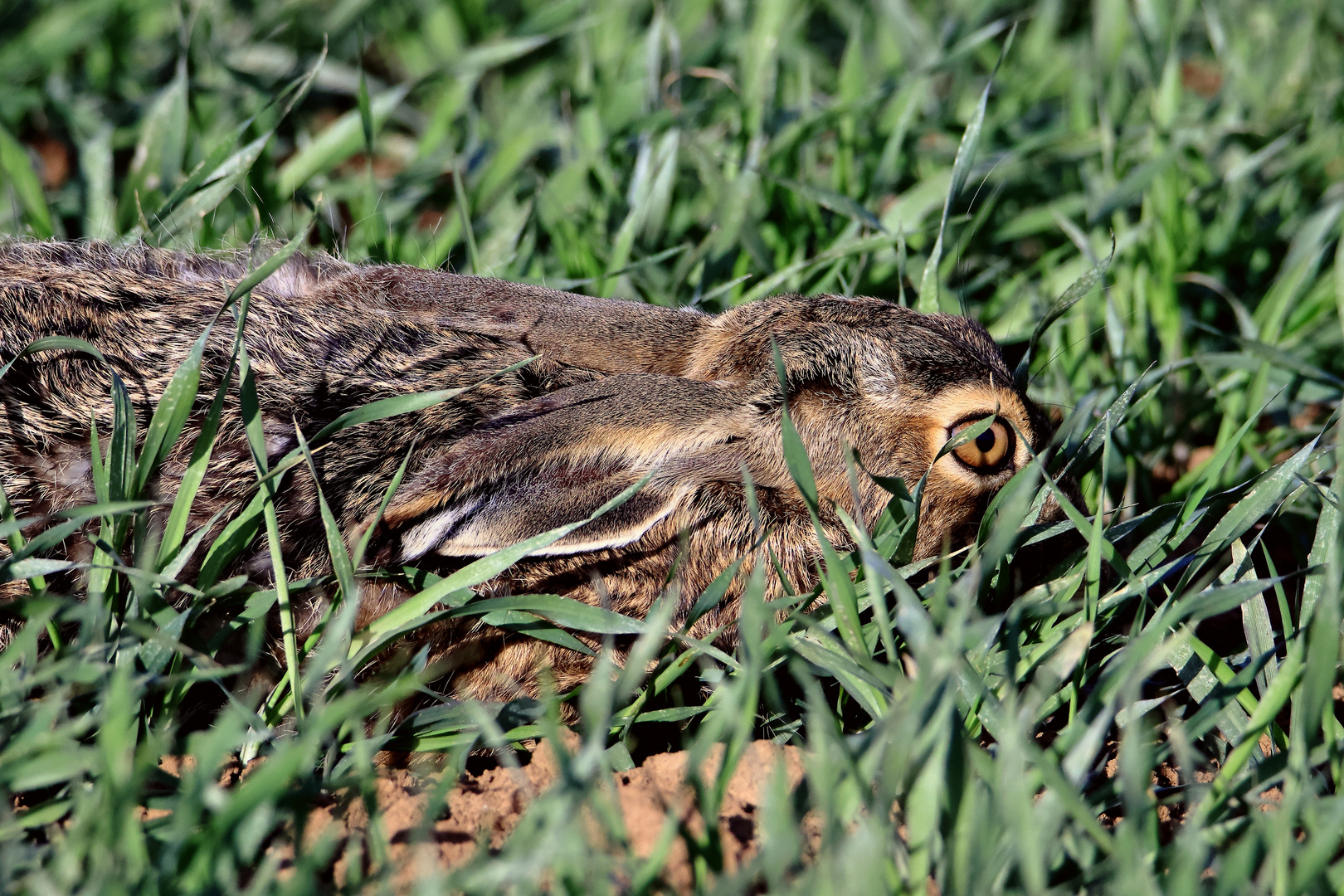 junger Langlöffler - Feldhase (Lepus europaeus)