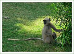 Junger Langur