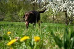 Junger Laprador beim Rennen