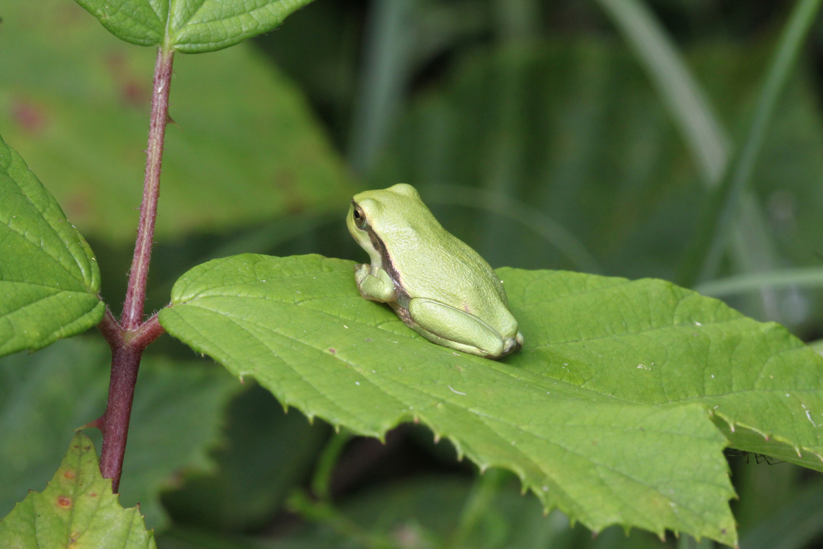 Junger Laubfrosch