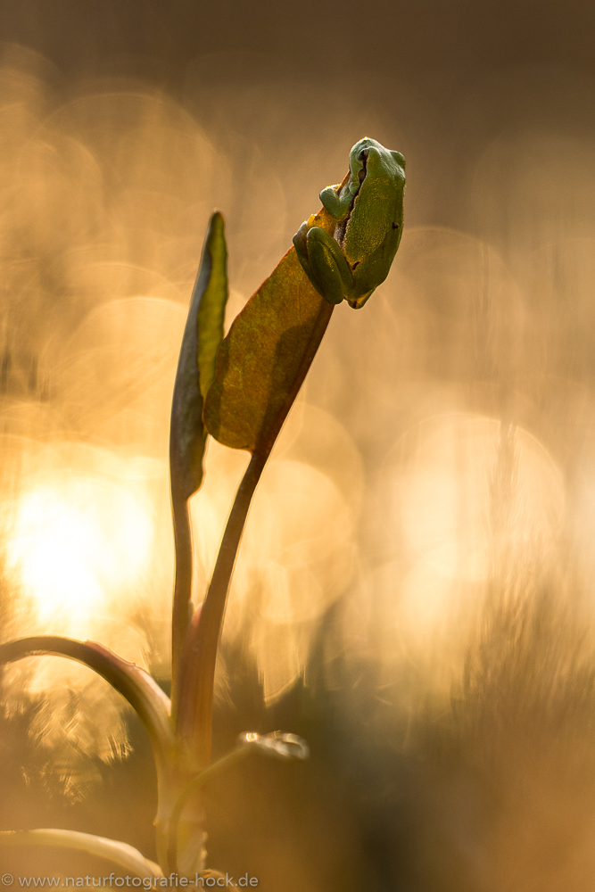 ~ junger Laubfrosch ~