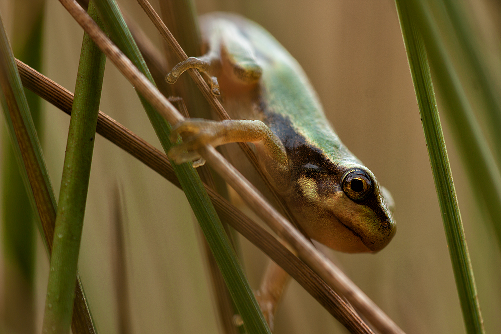 junger Laubfrosch