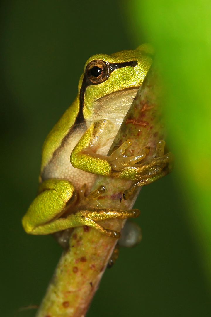 Junger Laubfrosch