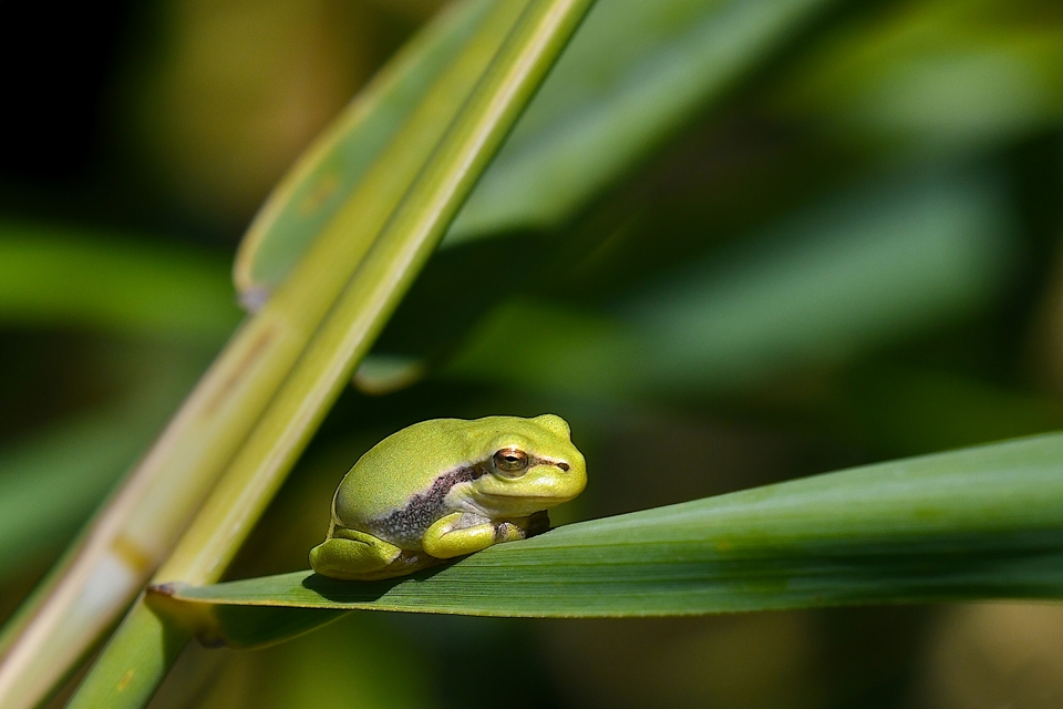 Junger  Laubfrosch