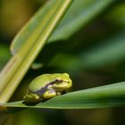 Junger  Laubfrosch