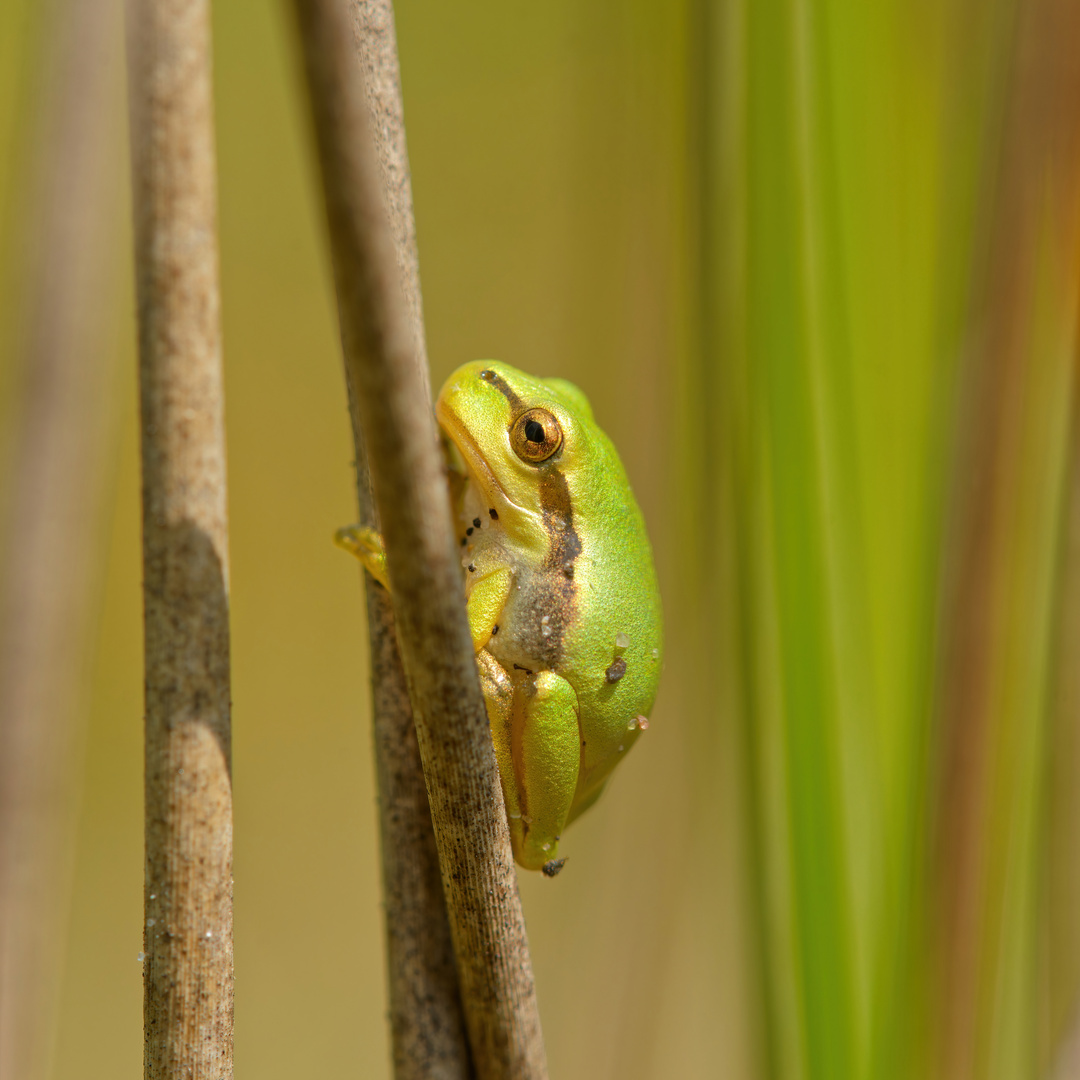 junger Laubfrosch