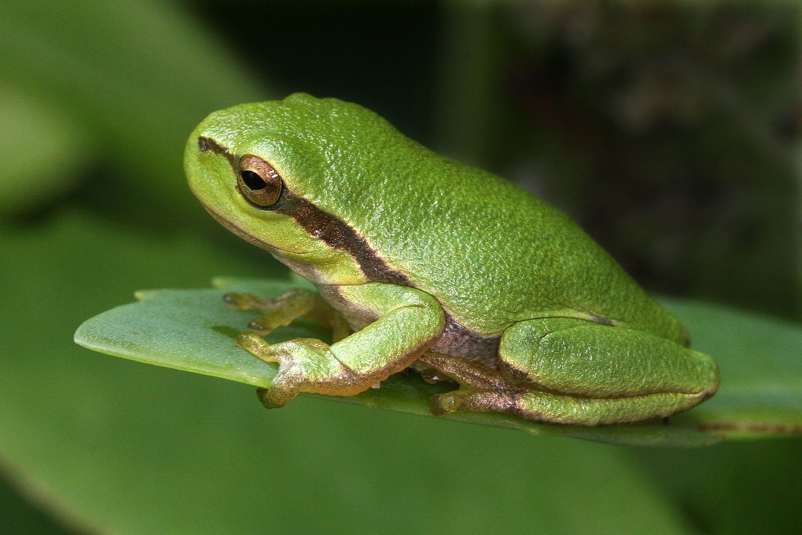 Junger Laubfrosch