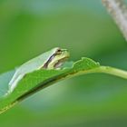 Junger Laubfrosch (Hyla arborea)