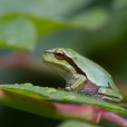 junger Laubfrosch im Regen