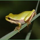 Junger Laubfrosch in der Provence