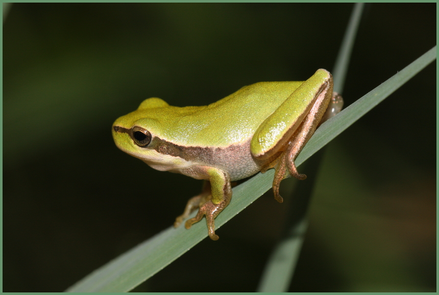 Junger Laubfrosch in der Provence