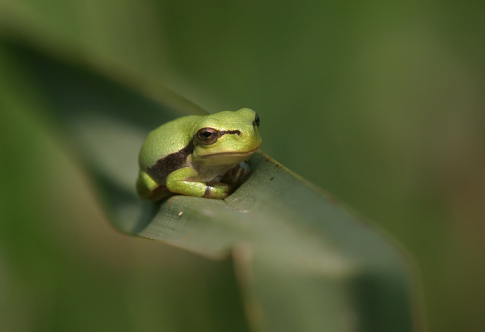 junger Laubfrosch in seinem grünen Reich