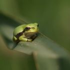 junger Laubfrosch in seinem grünen Reich