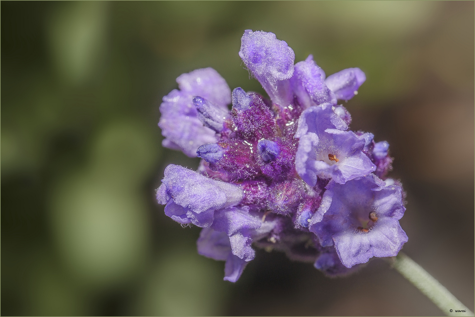 Junger Lavendel