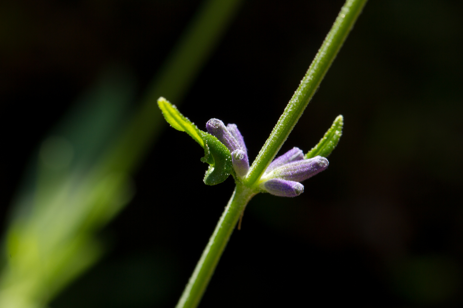 Junger Lavendel