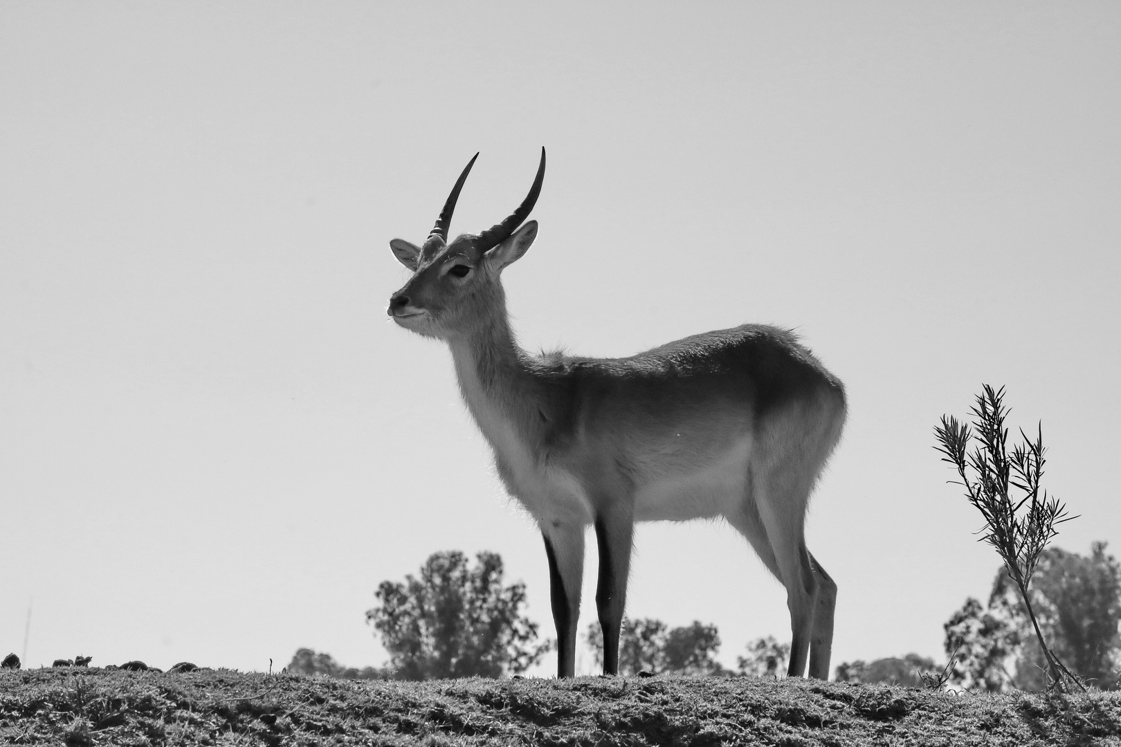 Junger Lechwe Bulle