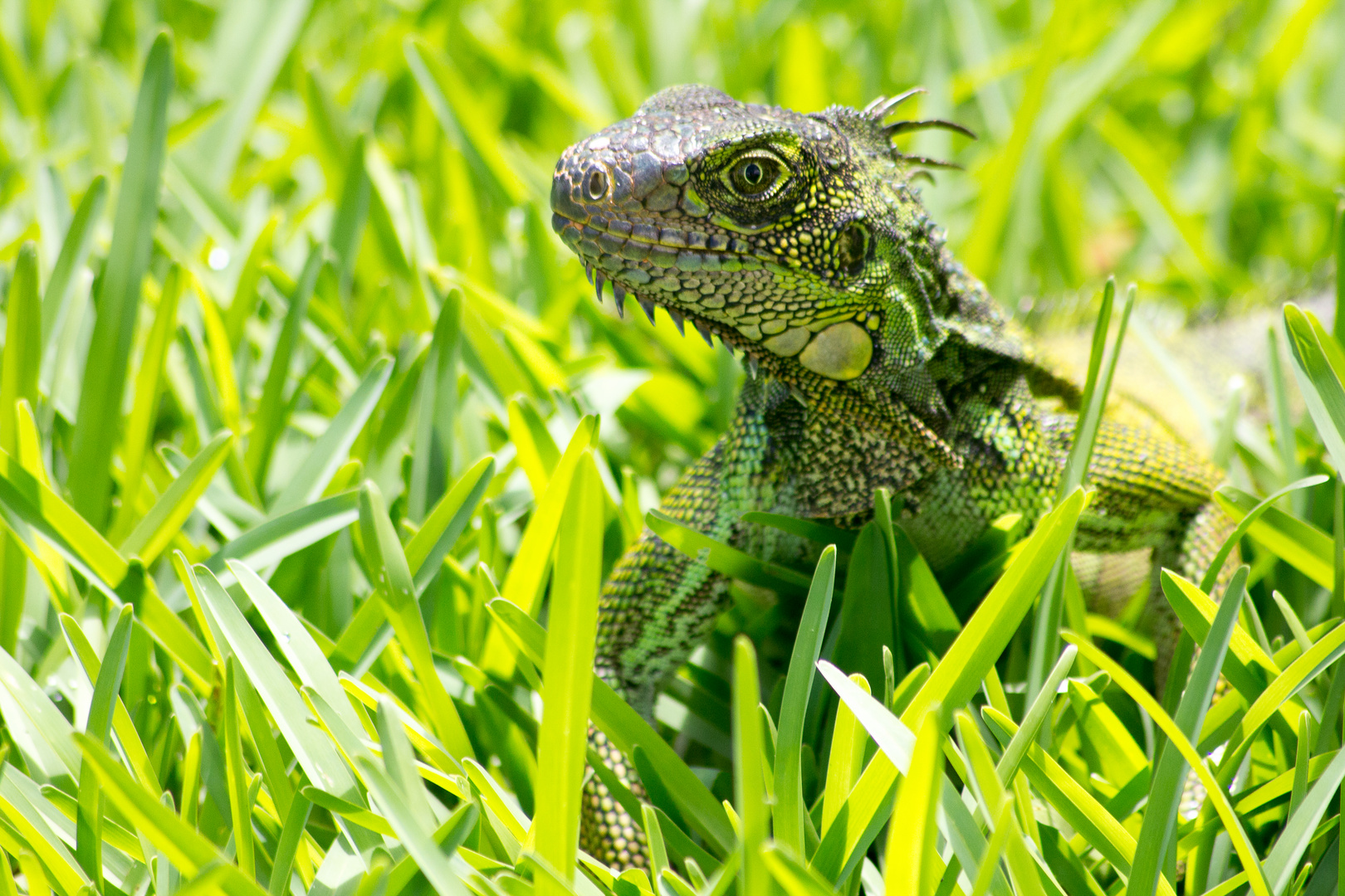  junger Leguan