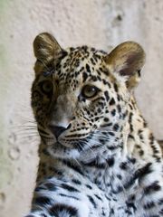 Junger Leopard