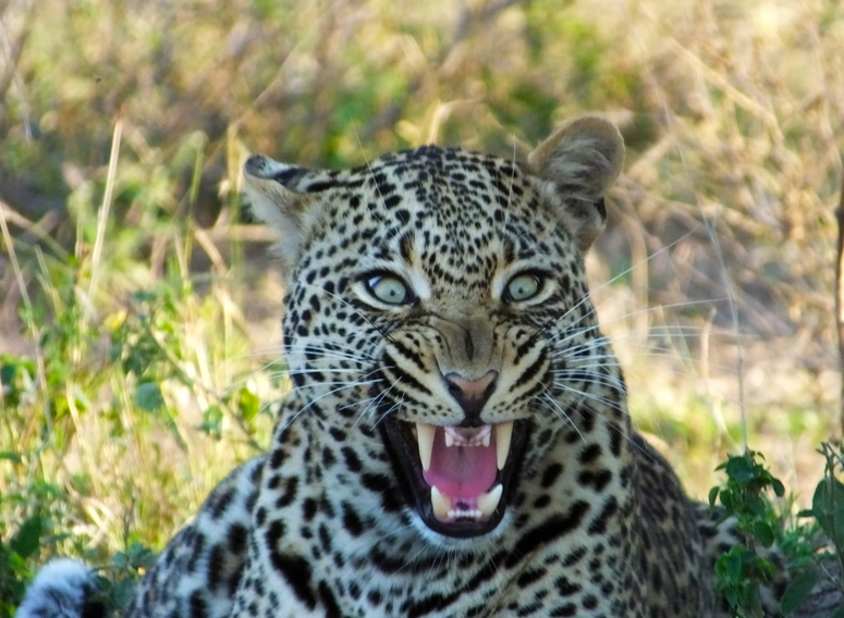 Junger Leopard