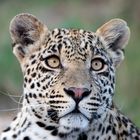 Junger Leopard