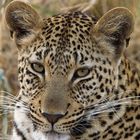 junger Leopard