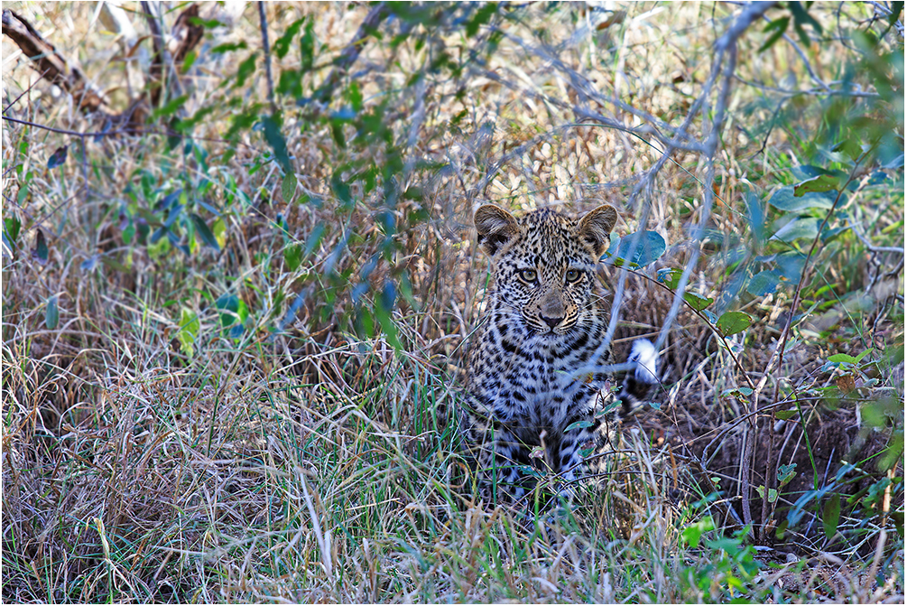 Junger Leopard