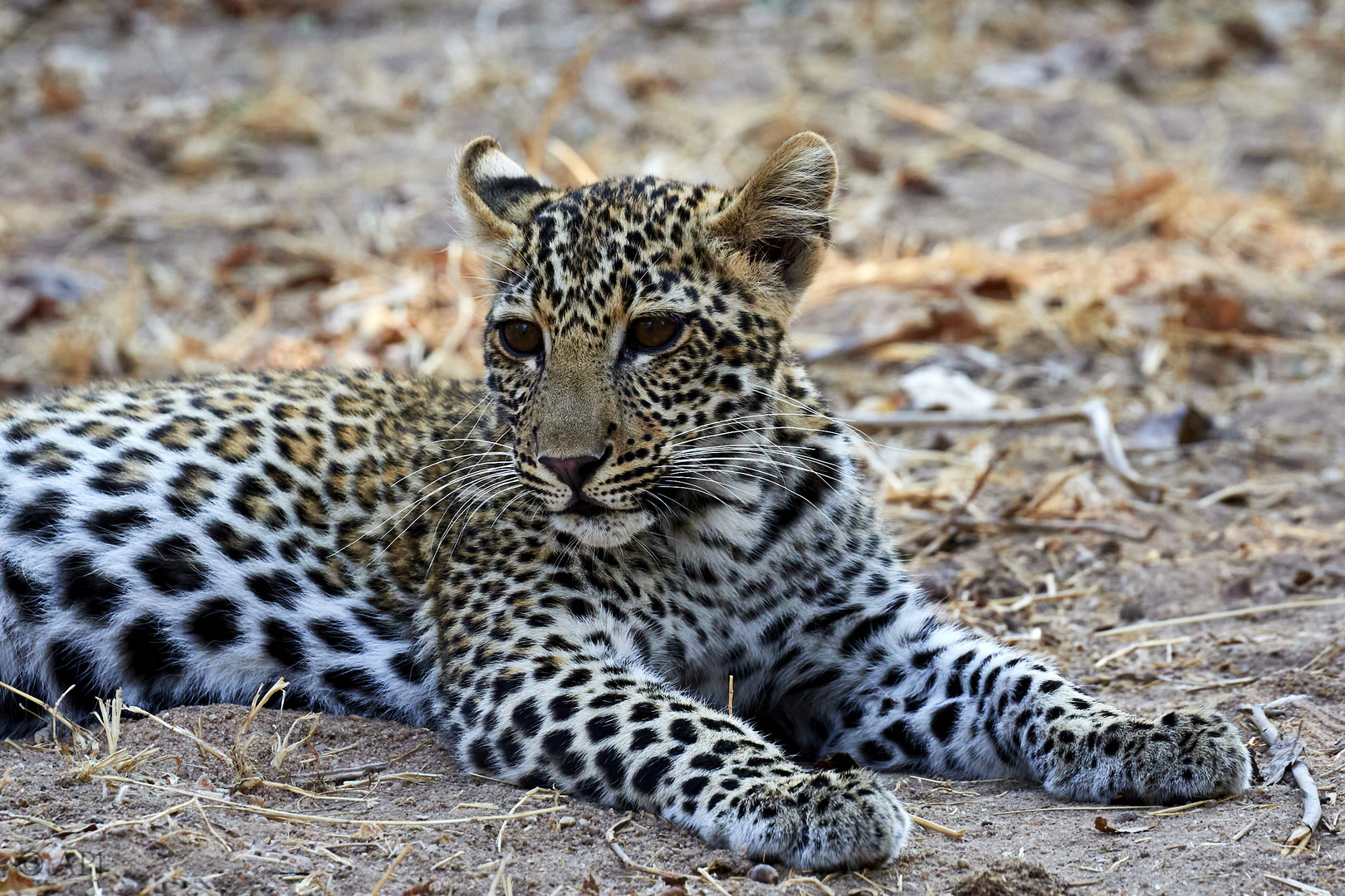 Junger Leopard