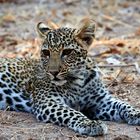 Junger Leopard