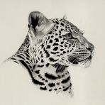 Junger Leopard