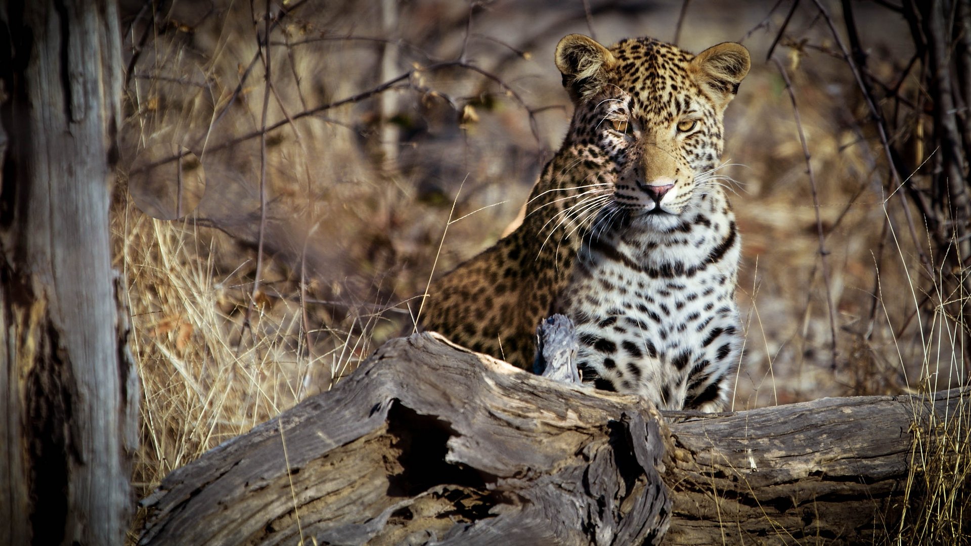 Junger Leopard