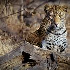 Junger Leopard