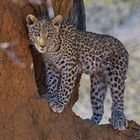 junger Leopard