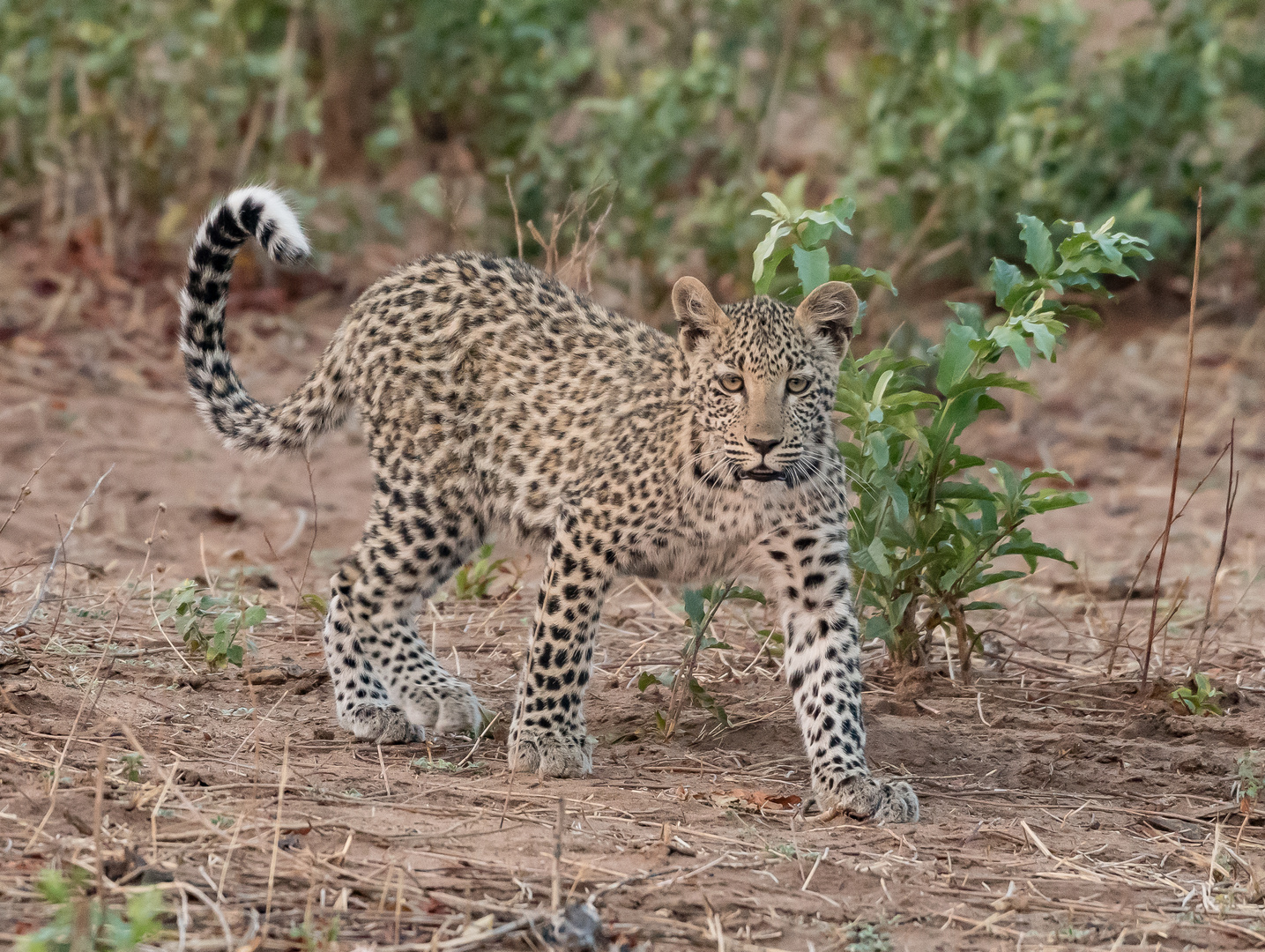 Junger Leopard