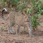 Junger Leopard