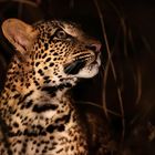 Junger Leopard bei Nacht.