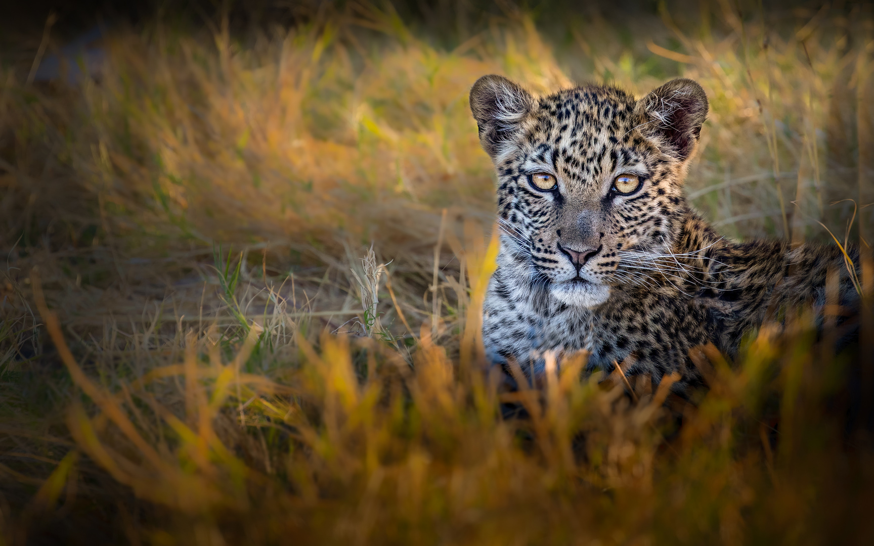 Junger Leopard (Botswana)